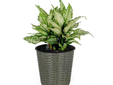 10.2  Self-watering Wicker Decor Planter for Indoor and Outdoor - Round - Grey For Discount